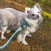 All Pet Solutions Pink Reflective Dog Leash | 1.4m