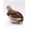 36 Celadon Coturnix Quail Hatching Eggs - Blue Egg Layers