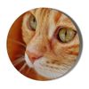 Ginger CAT FACE Small 6 x 70mm Vinyl Stickers