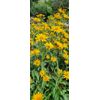 Heliopsis (Oxe Eye) SEEDS, (Heliopsis helianthoides)