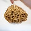 Natural Sea Sponge for Bath and Shower for Adults Children and Baby - Jordan Benedict (L)