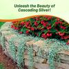 Outsidepride Perennial Dichondra Silver Falls Seed - 15 Pcs Heat & Drought-Tolerant, Low-Maintenance Ground Cover Seeds for Planting, Ideal for Container Plant, Erosion Control, & Silver Foliage