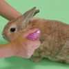 Mini Animan Rabbit Beauty Groomer
