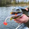 LMAB KØFI Perch Shad 11 cm (Kofi) Colour Real Perch