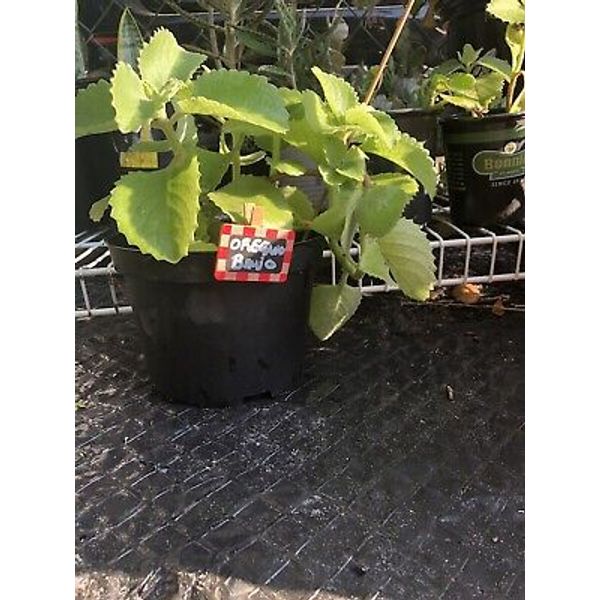 Two Cuban Oregano Brujo Herb plants--Well Rooted plant 6-10 Inches Full