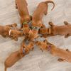 Trixie Puppy Collar Set, Medium/Large, 6-Piece