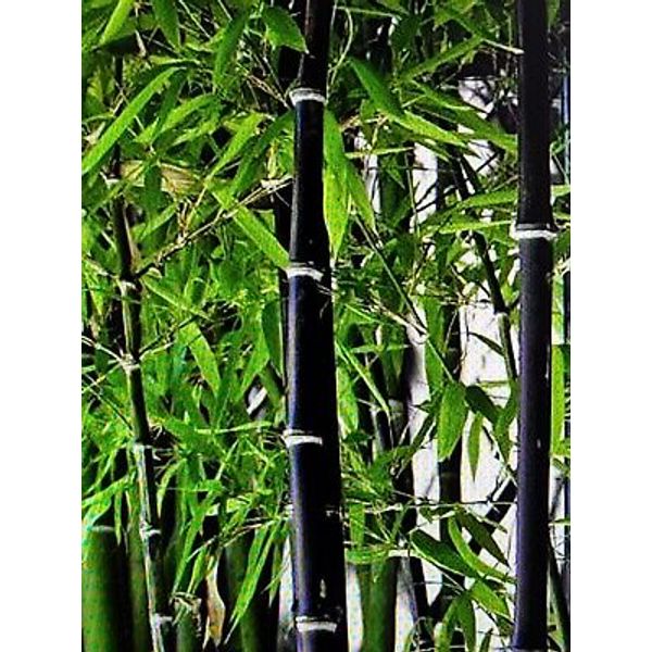 1 FRESH Black Bamboo 黑紫竹 Phyl Nigra Rhizome, Best Landscape Border Hedge $19.99