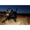 Chuckit! Max Glow in the Dark Fetch Dog Toy Small - 4 Pack