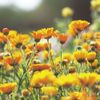 Leaf & Botanics Serum Calendula (Oil Serum)