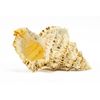 Conch Shell Decor - Seashell Decor (7-8in)