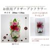 Phalaenopsis Denfare Dome Versus Design SET (Clear Pink)