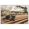 GraphLAB Postcard Set of 10 Vol.2 Cat Cat
