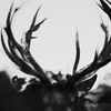 Ihsahn [VINYL]