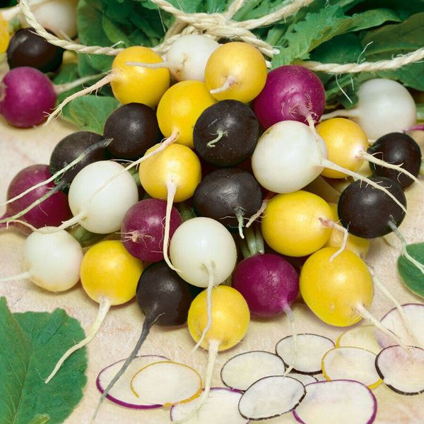 100 HALLOWEEN BLEND RADISH SEEDS  FRESH HARVEST FOR GARDENS