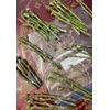MANGO Scions for GRAFTING -- FRESH! 100+ Varieties Available