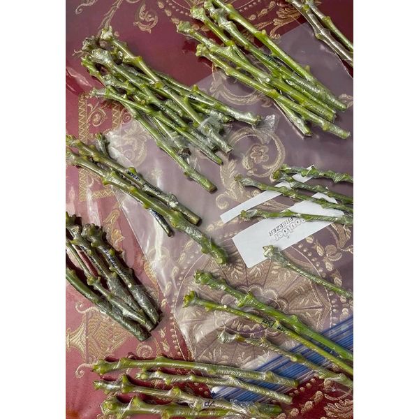 MANGO Scions for GRAFTING -- FRESH! 100+ Varieties Available