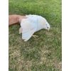 25 + JUMBO WHITE Quail Hatching Eggs