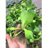(15) Water Hyacinth Koi Pond Floating Plants Rid Algae Medium - Small 2”-4”