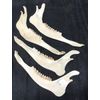 4 Real Whitetail Deer Jaw Bones with Teeth