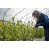 Cork Oak | Medium Tree Seedling | The Jonsteen Company