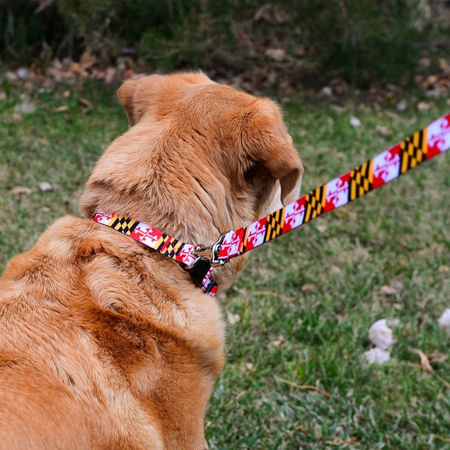 Maryland Flag / Dog Collar