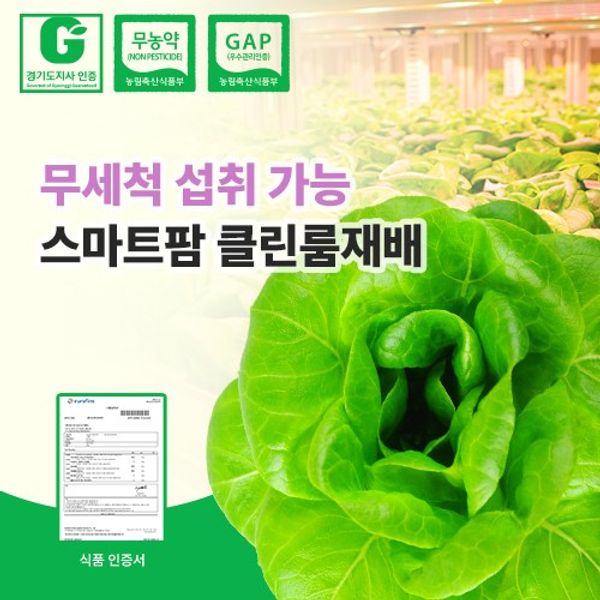 Non-pesticide eco-friendly certification domestic smart farm hydroponics organic European salad vegetable butterhead lettuce 500g, 1 pc