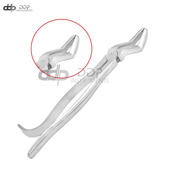 Wolf Tooth Extractor Forceps 11" Dental Equine Instruments Stainless Steel