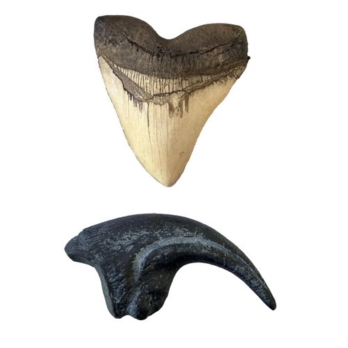 Prehistoric Predators Bundle – Megalodon Shark Tooth & Allosaurus Claw Replica Set – Museum Quality Fossil Casts