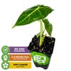 Frydek Elephant Ear - Alocasia - Live Plant