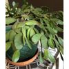 (3) Easter Cactus 2-Segment Unrooted Cuttings Clippings Rhipsalidopsis Gaertneri