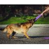 Dog's Growth And Training for Playground "Puller" , Blue