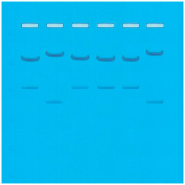 DNA Fingerprinting by Restriction Enzyme Patterns,Group Size for 8 Gels