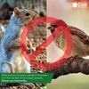 Elixir Gardens ® Roban Rat & Mouse Poison Grain Poisoning/Killer 40g