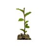 Cork Oak | Medium Tree Seedling | The Jonsteen Company