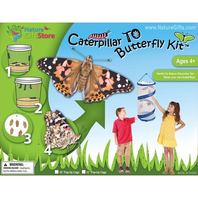 Caterpillar to Butterfly Kit: Shipped with Live Caterpillars - Nature Gift  Store