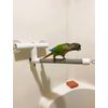 Polly's Deluxe Window and Shower Bird Perch, Small