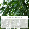 Natural 100% Eucalyptus Globulus Oil 20ml Aroma Oil Eucalyptus