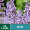 Catnip  - 250 Seeds - Culinary & Medicinal Herb - Non GMO
