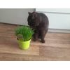 Ultrasoft Grass - Soft Cat Grass - 18,000 Seeds