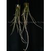 Dendrobium lituiflorum   (Dark form)      L