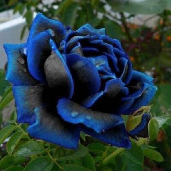 Midnight Supreme Dark Blue Rose Bush Flower Seeds 100 seeds Home Garden