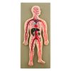 Eisco Labs Human Circulatory System Model, Hand Painted