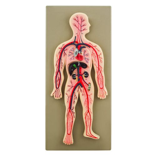 Eisco Labs Human Circulatory System Model, Hand Painted