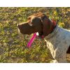 Webbing Collar Width 2.5mm Total Length 70cm Waterproof Outdoor Collar gps Replacement Strap (Sky Blue)