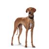 HUNTER Super Soft Leather Greyhound Collar Padded Size 32 (XS), Black