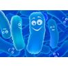 Bifidobacterium lactis - Probiotic Advanced Blended Complex - Health Hair - 2B