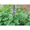 anti inflammatory joints - HOLY BASIL - holy basil tulsi tea - 2 Bottles