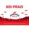 KOI PRAZI Fluke Destroyer for Fish Ponds - 10 Grams
