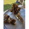 Polk Root