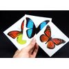 Large Butterfly Temporary Tattoos by Butterfly Utopia (12 Sheets)